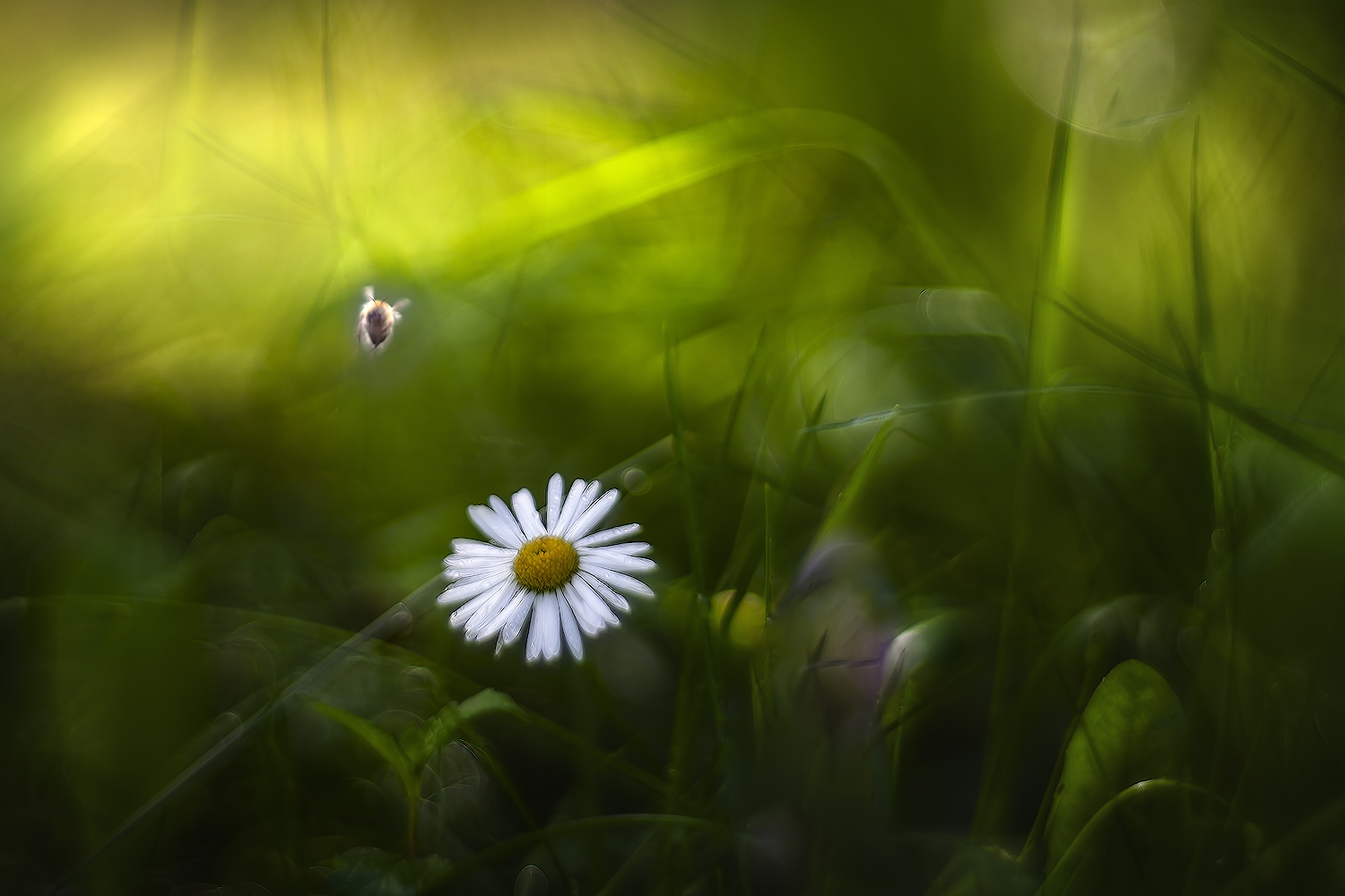 photo "***" tags: macro and close-up, nature, 