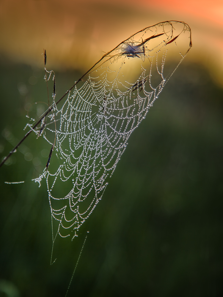 photo "***" tags: macro and close-up, nature, 