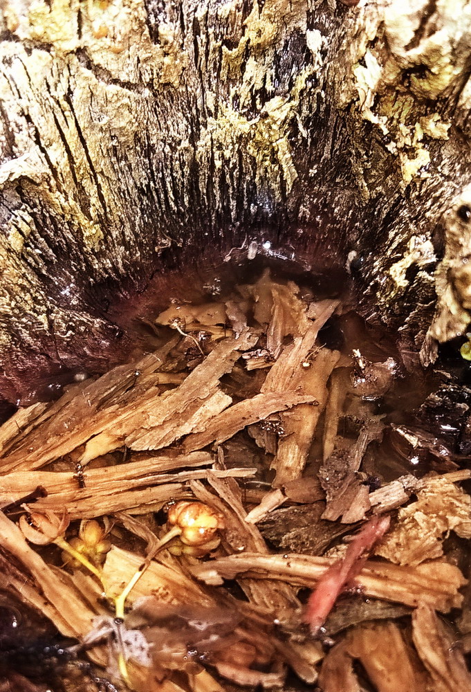фото "Hollow_1" метки: , 