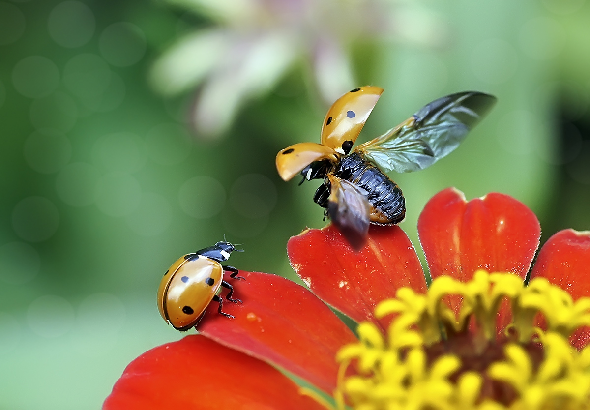 photo "***" tags: macro and close-up, nature, божья коровка