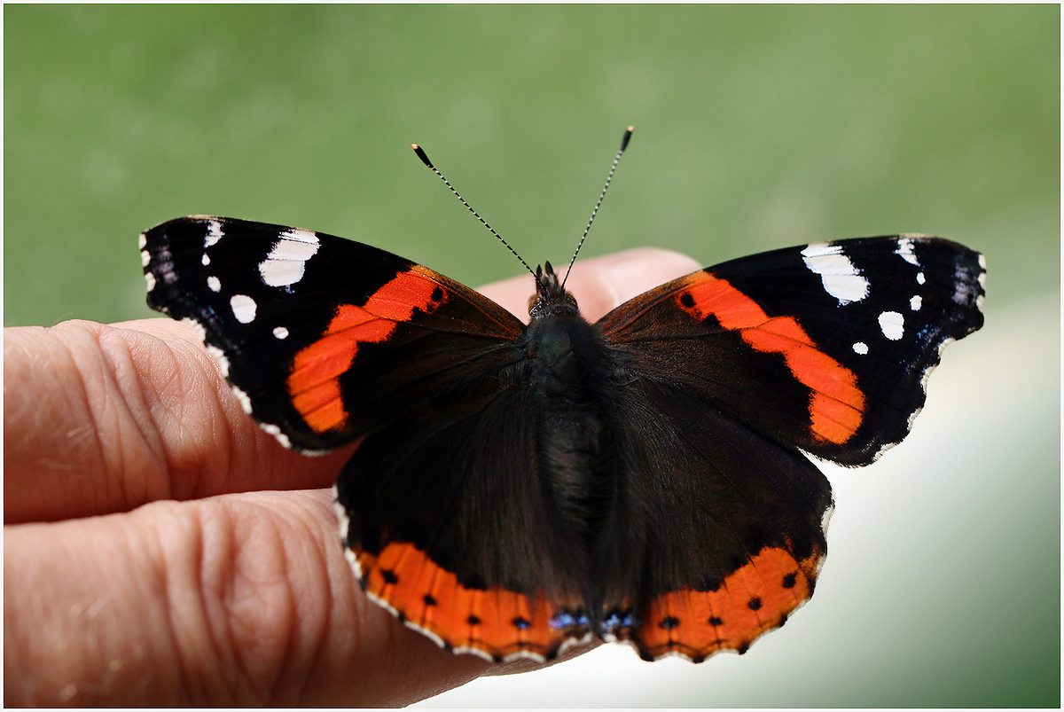 photo "Vanessa atalanta" tags: nature, macro and close-up, 