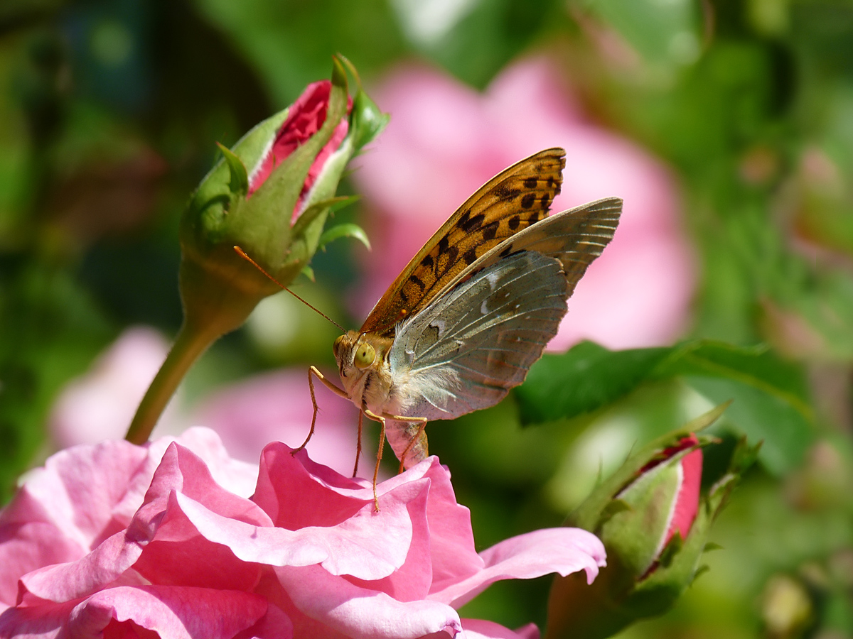 photo "***" tags: macro and close-up, insect