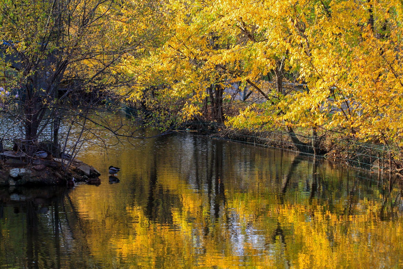 photo "***" tags: nature, landscape, 