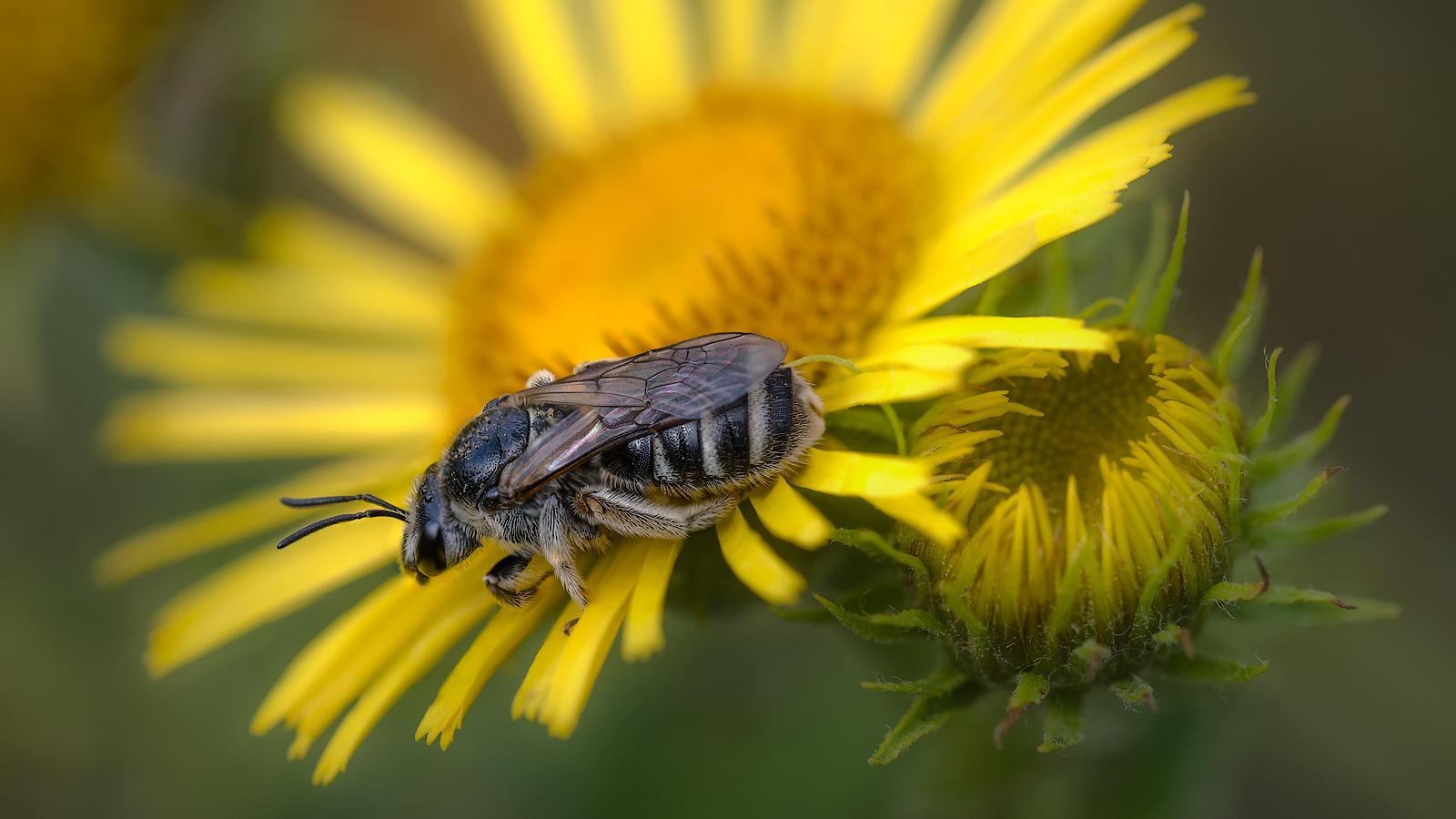 photo "***" tags: macro and close-up, 