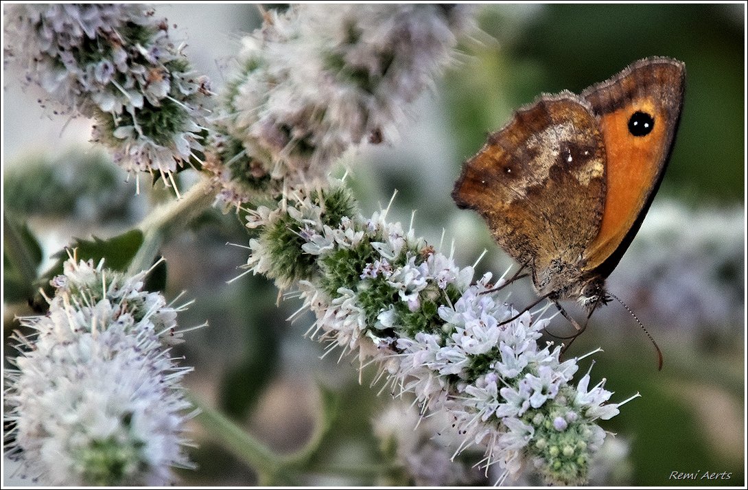 photo "***" tags: nature, macro and close-up, 