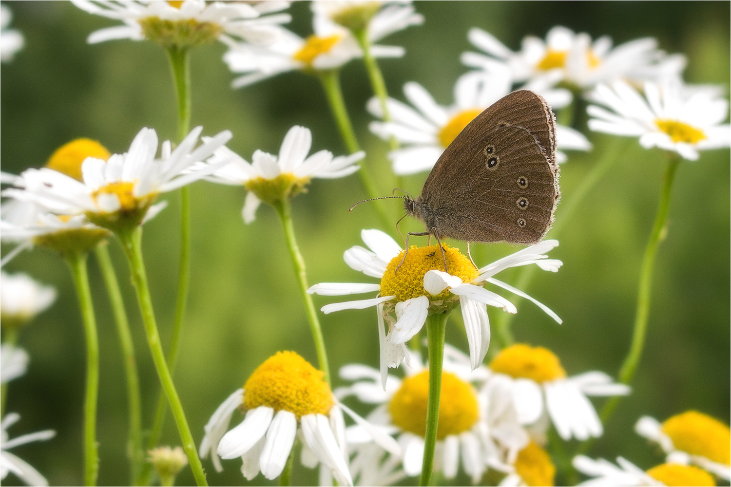 photo "***" tags: , butterfly, flowers, forest, grass, summer, жёлтый, листья, ромашки