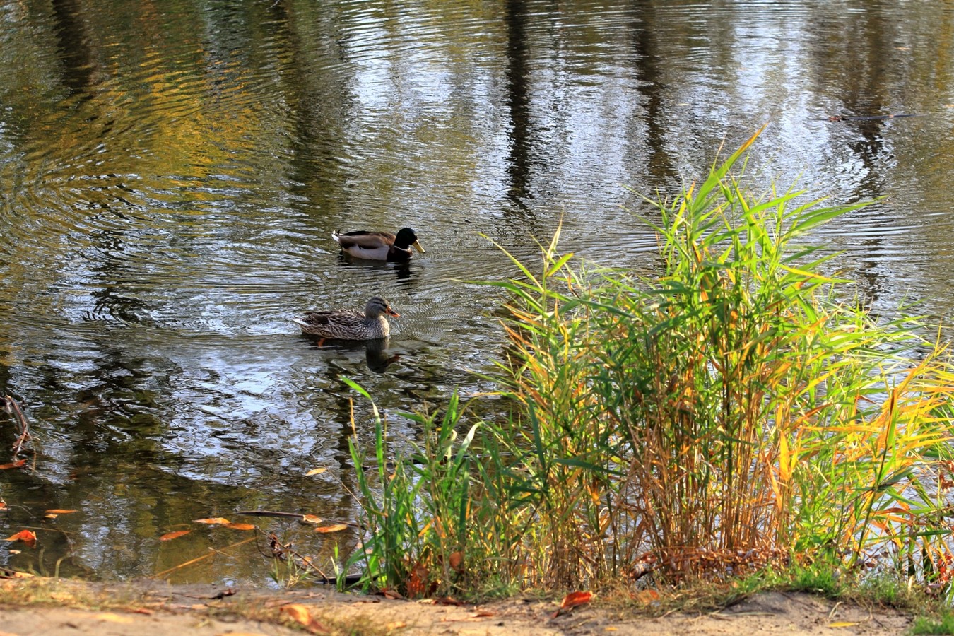 photo "***" tags: nature, landscape, 