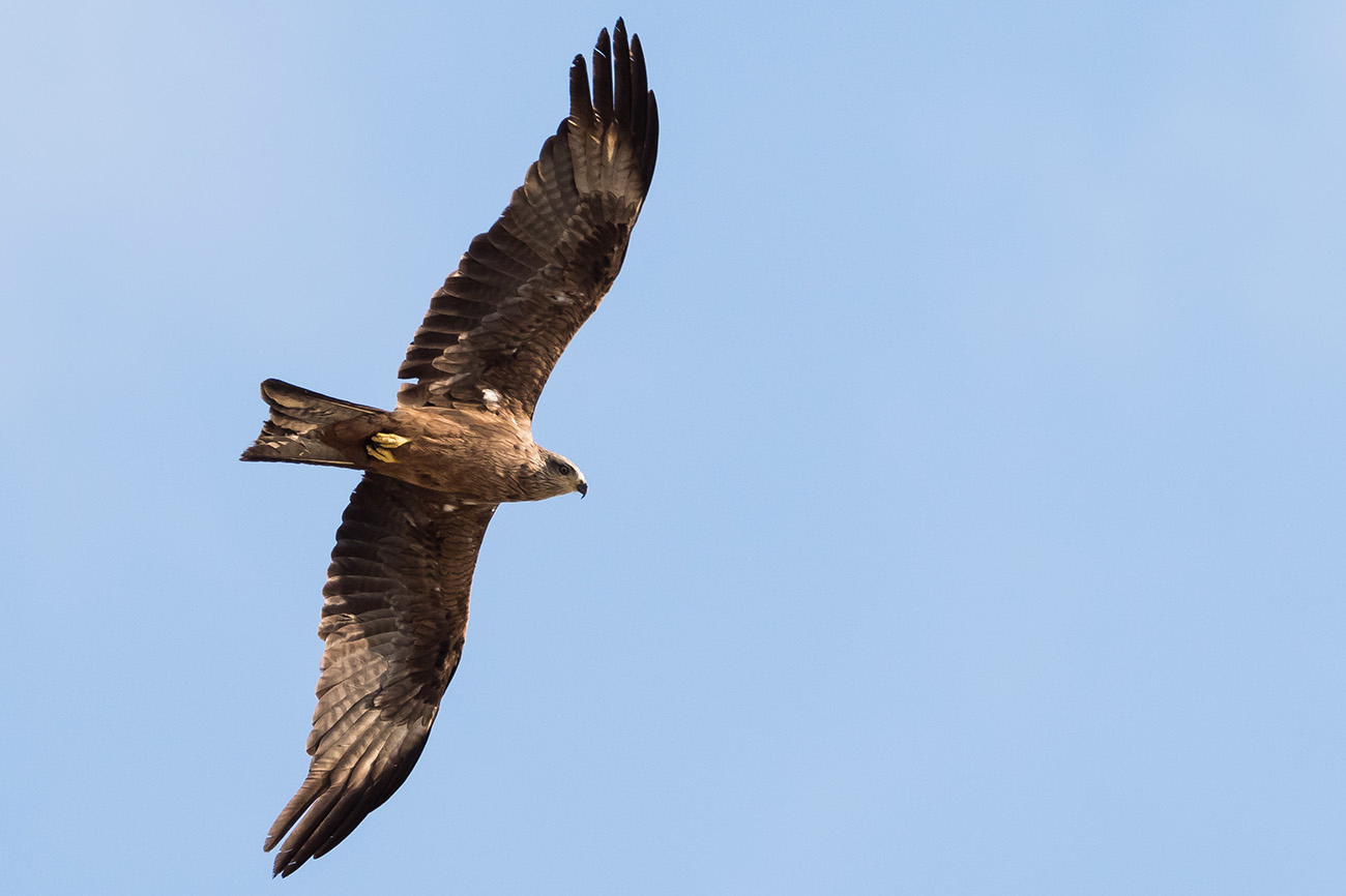 photo "Milvus migrans" tags: nature, Europe