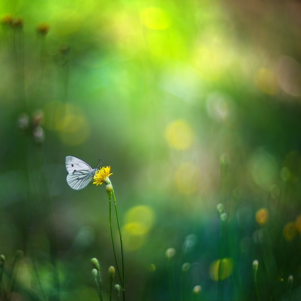 photo "***" tags: macro and close-up, 