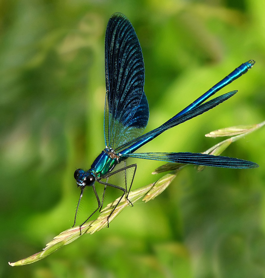 photo "***" tags: nature, macro and close-up, insect