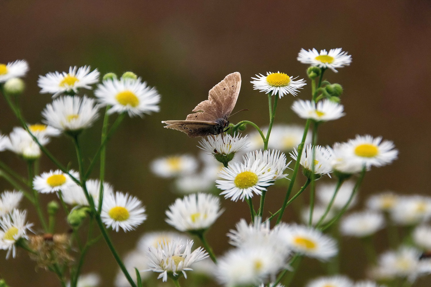 photo "***" tags: macro and close-up, nature, Лето цветы, бабочки