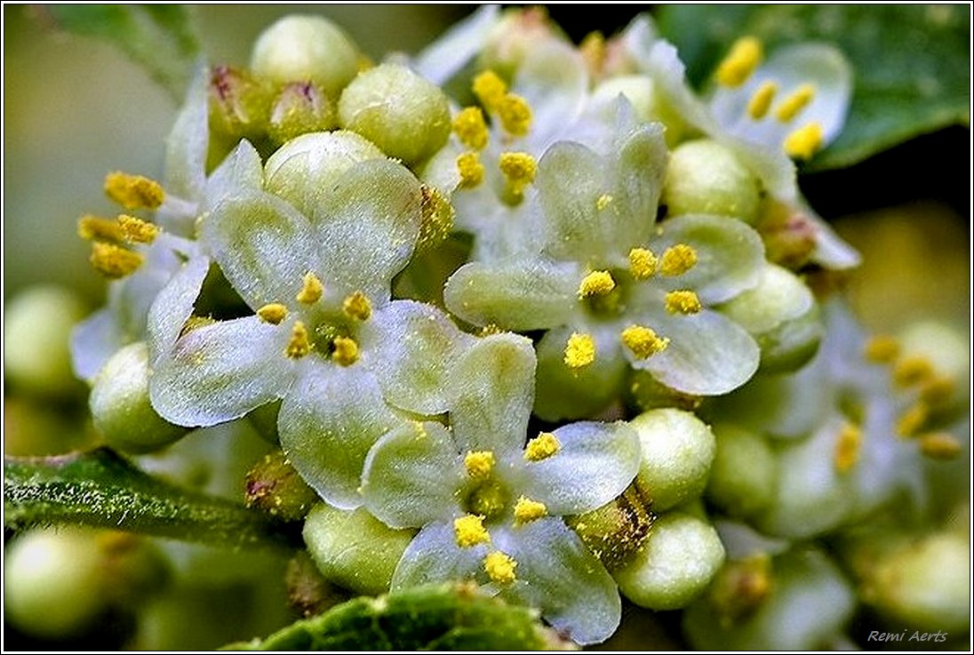 photo "***" tags: macro and close-up, nature, 
