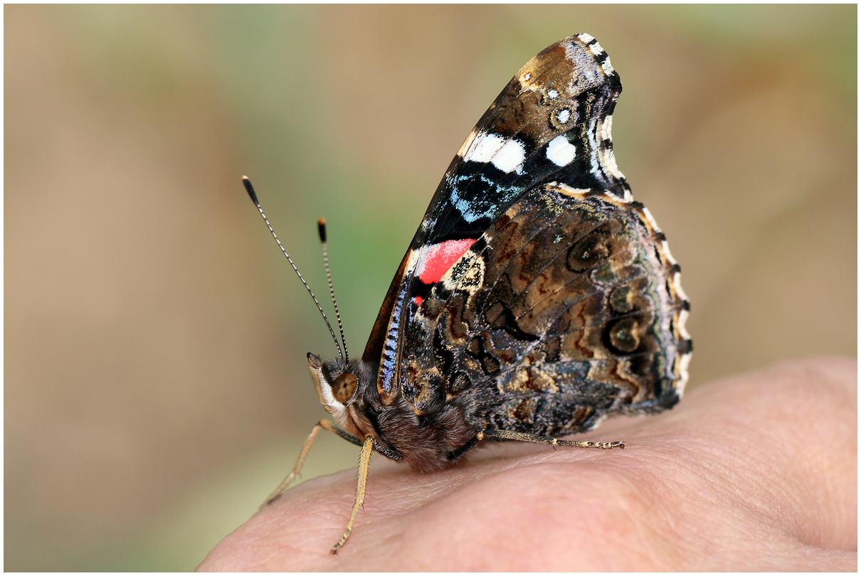 photo "Vanessa atalanta - 2" tags: nature, macro and close-up, 