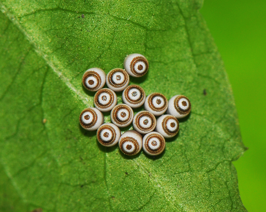 photo "egg" tags: nature, insect