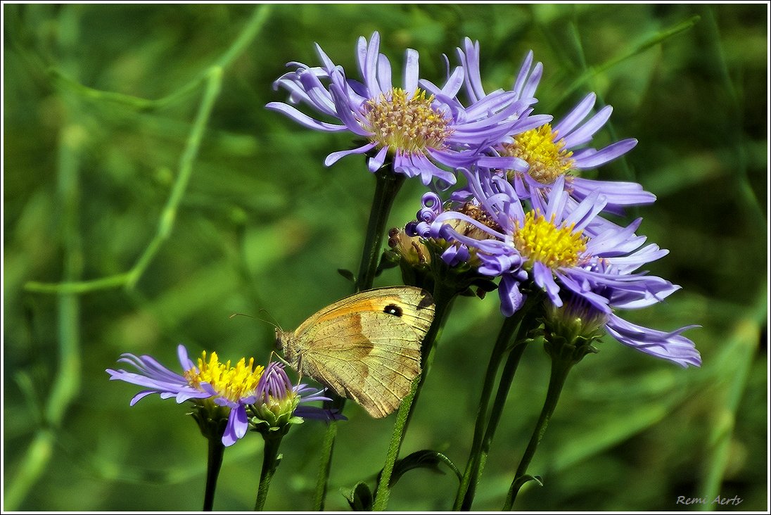 photo "***" tags: macro and close-up, nature, 