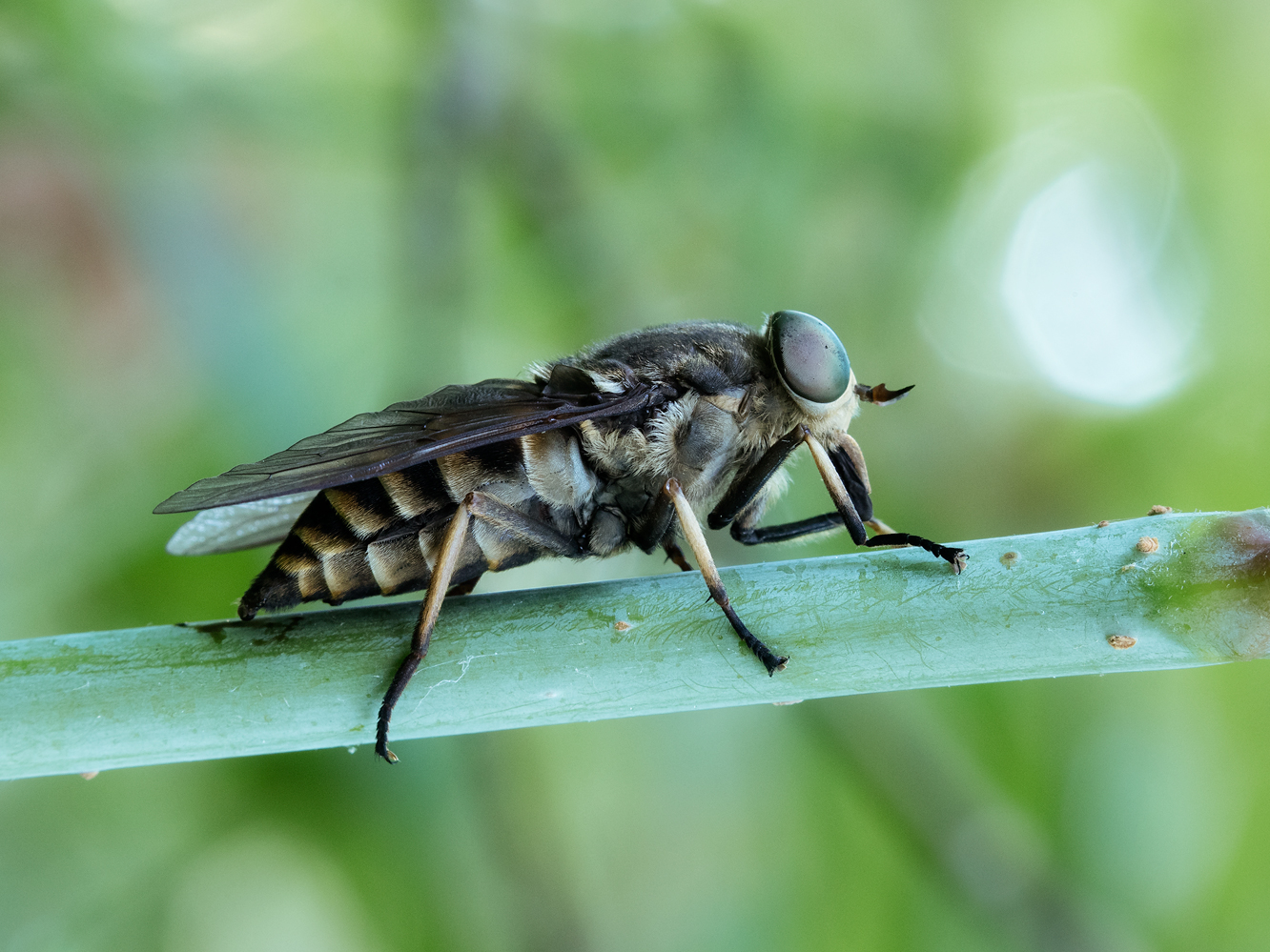 photo "***" tags: macro and close-up, 