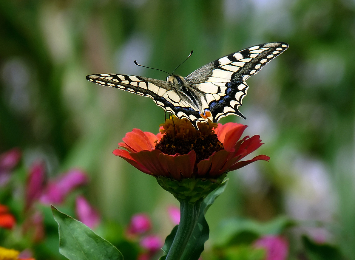 photo "***" tags: nature, insect