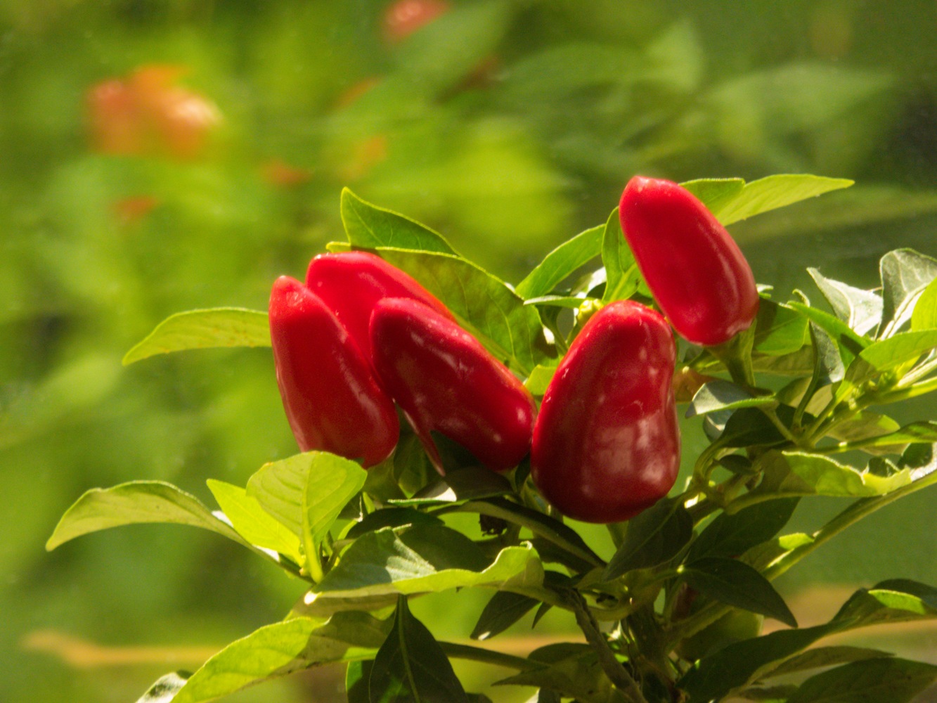 photo "***" tags: nature, macro and close-up, 