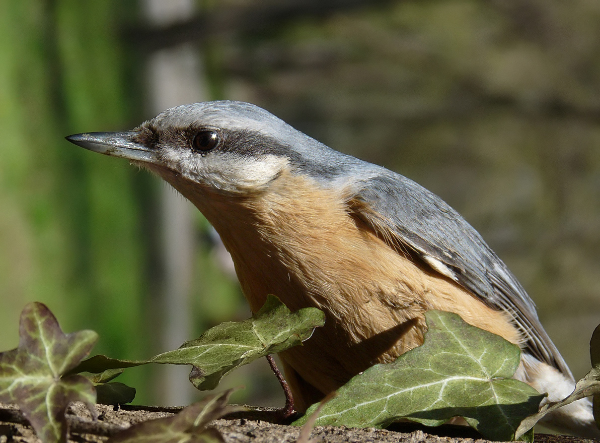 photo "***" tags: macro and close-up, wild animals