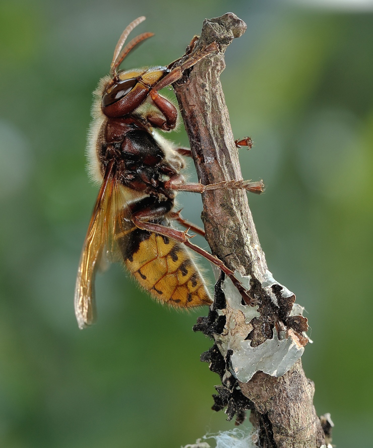 фото "Шершень обыкновенный (лат. Vespa crabro, букв. «оса шершень»)" метки: макро и крупный план, 