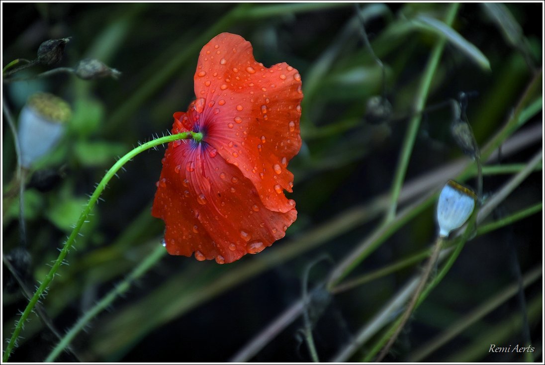 photo "***" tags: nature, macro and close-up, fragment, 