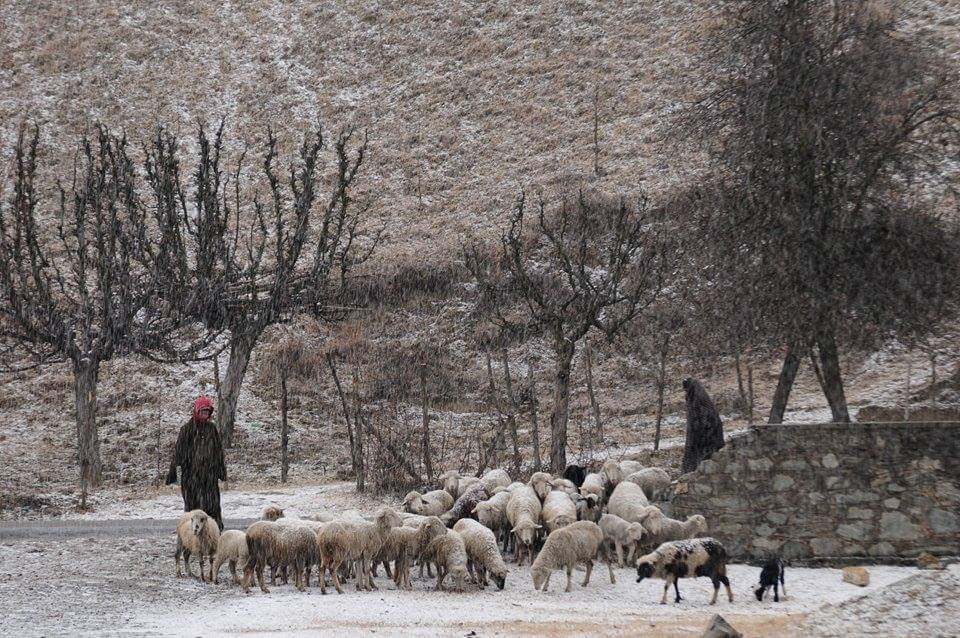 photo "Shepherds" tags: travel, nature, portrait, Asia, pets/farm animals