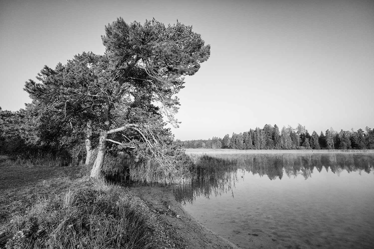 фото "The old pines at the Fohnsee lake" метки: пейзаж, черно-белые, Europe