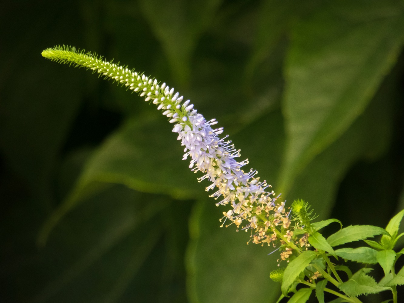 photo "***" tags: nature, macro and close-up, 