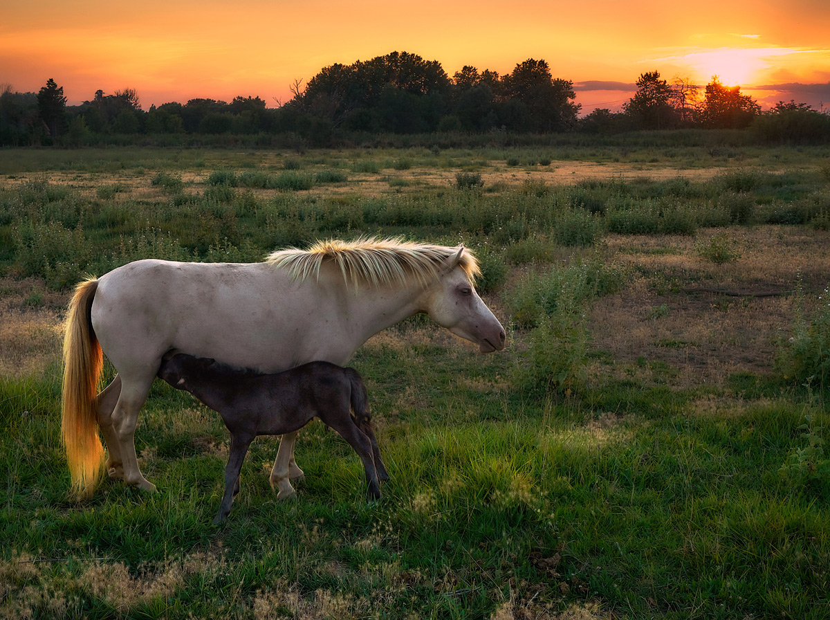 photo "А у нас на ужин Молочко... ×" tags: landscape, nature, 