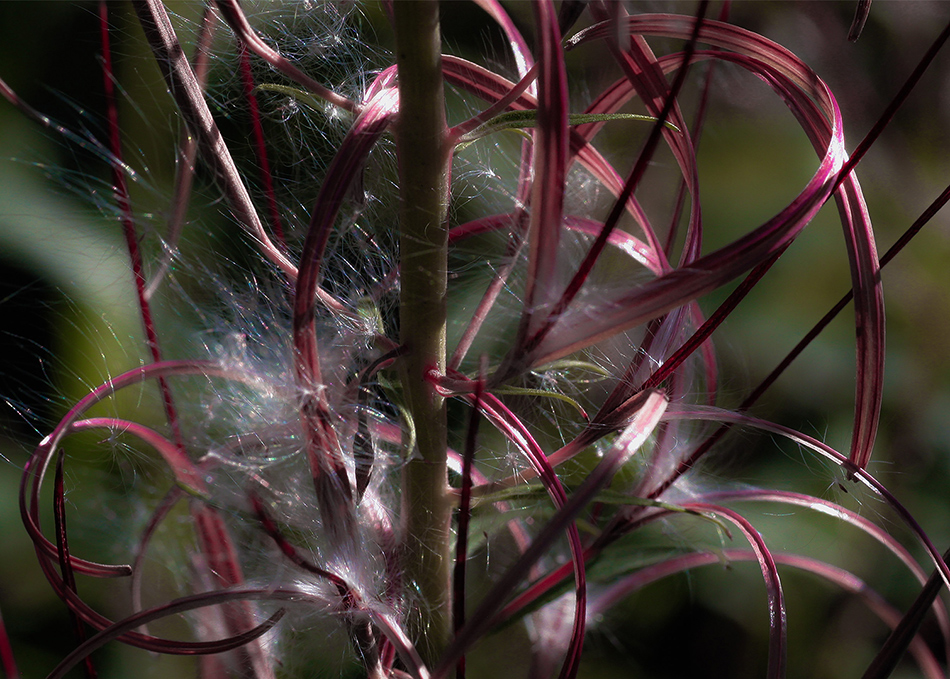 photo "Seed ..." tags: macro and close-up, 