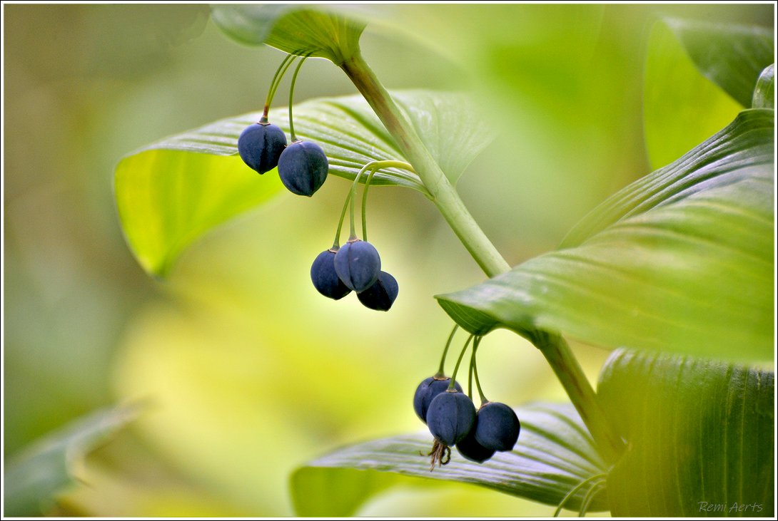 photo "***" tags: nature, macro and close-up, fragment, 