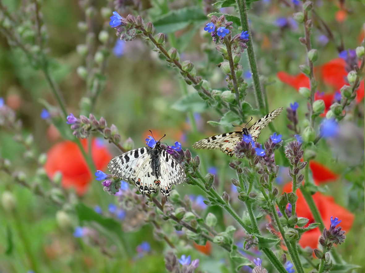 photo "***" tags: nature, flowers, insect