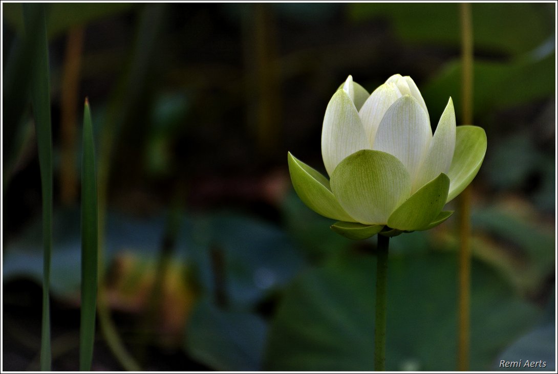 photo "***" tags: nature, fragment, 