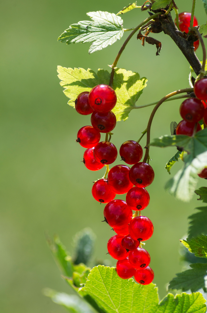 photo "***" tags: nature, macro and close-up, 