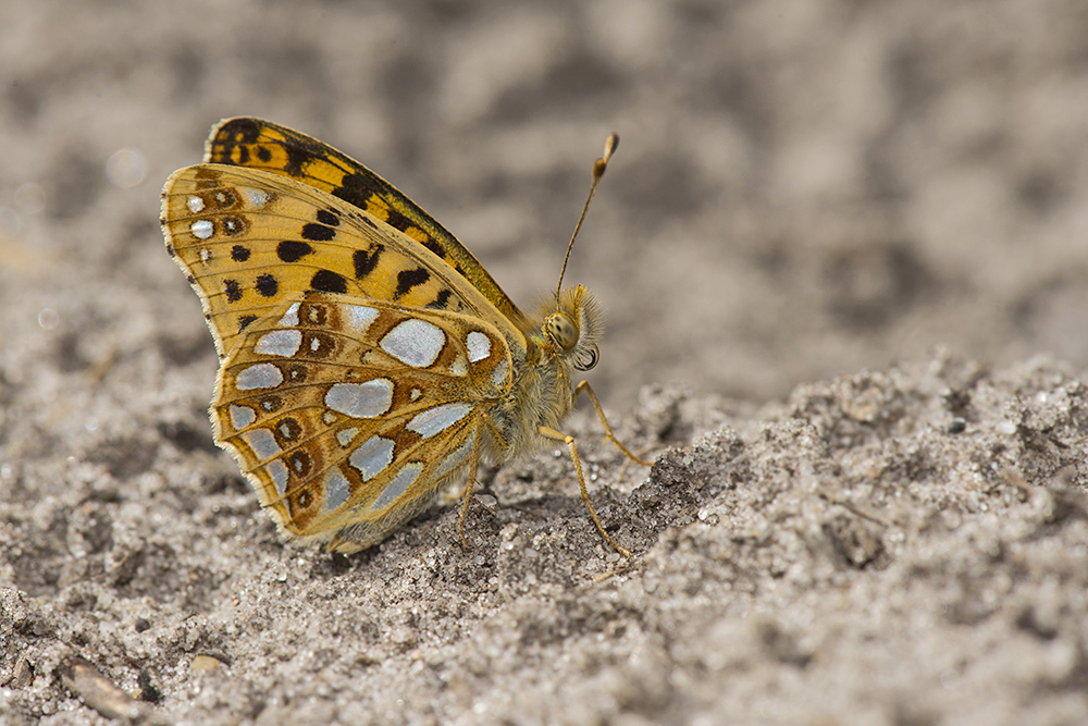 photo "***" tags: macro and close-up, Насекомые, бабочки