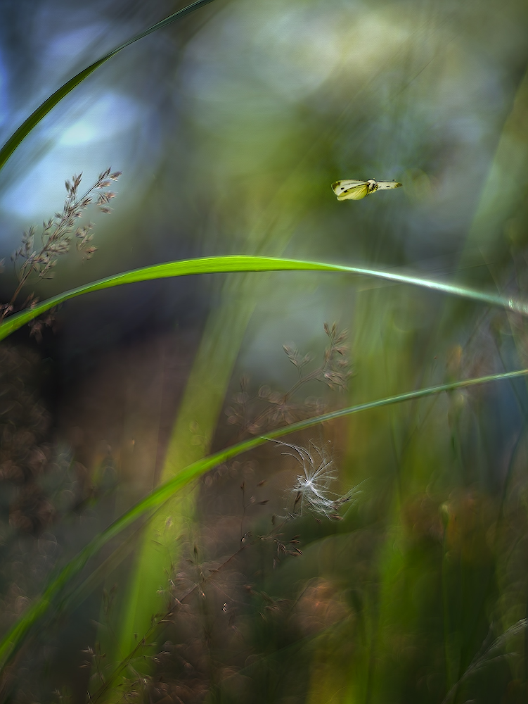 photo "***" tags: macro and close-up, 