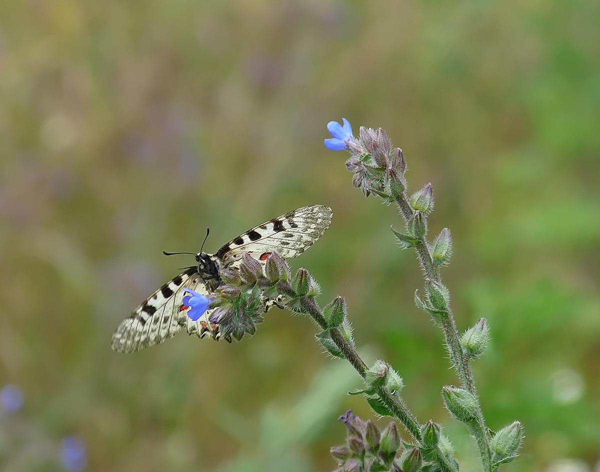 photo "***" tags: nature, insect