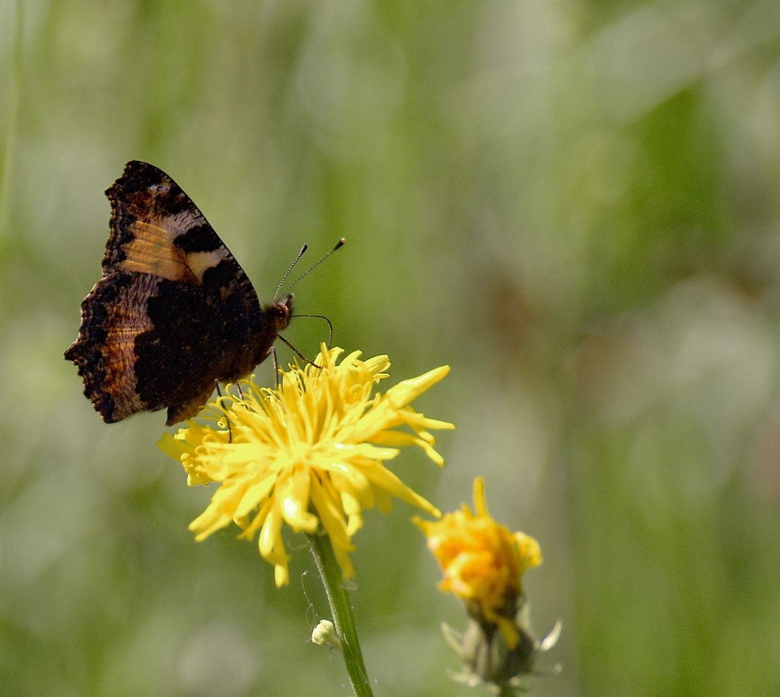 photo "***" tags: macro and close-up, 