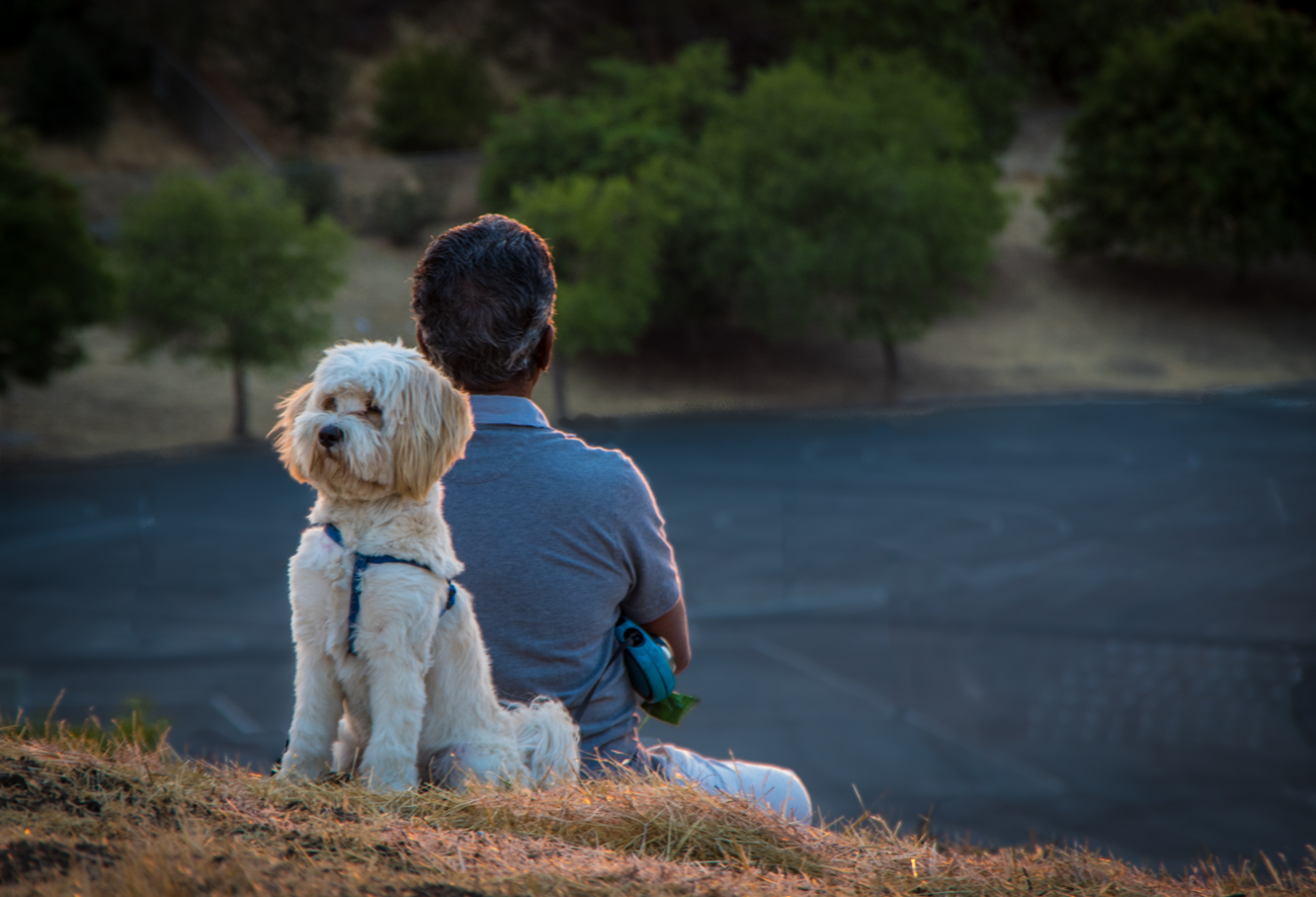 photo "Медитация перед заходом Солнца" tags: genre, dog, man, sunset