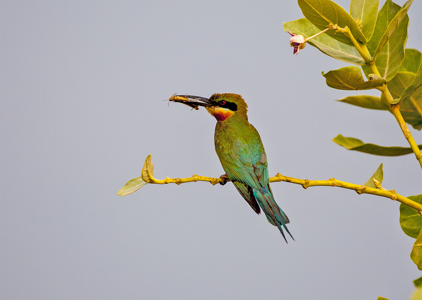 photo "blue-Tailed bee-eater" tags: nature, wild animals