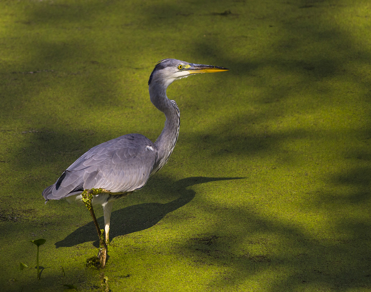 photo "***" tags: nature, 