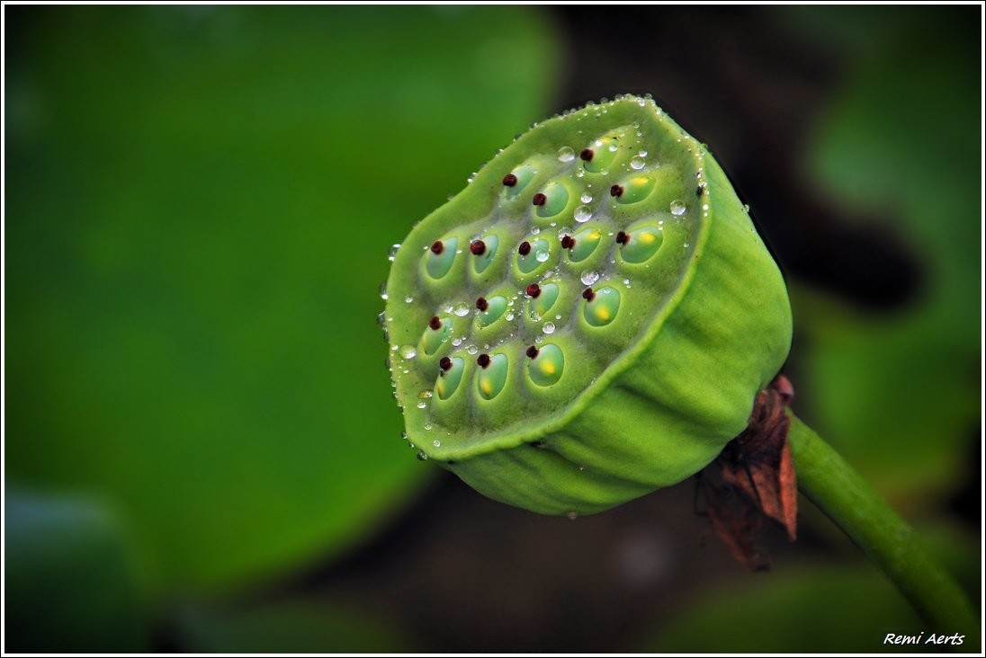 photo "***" tags: nature, macro and close-up, fragment, 