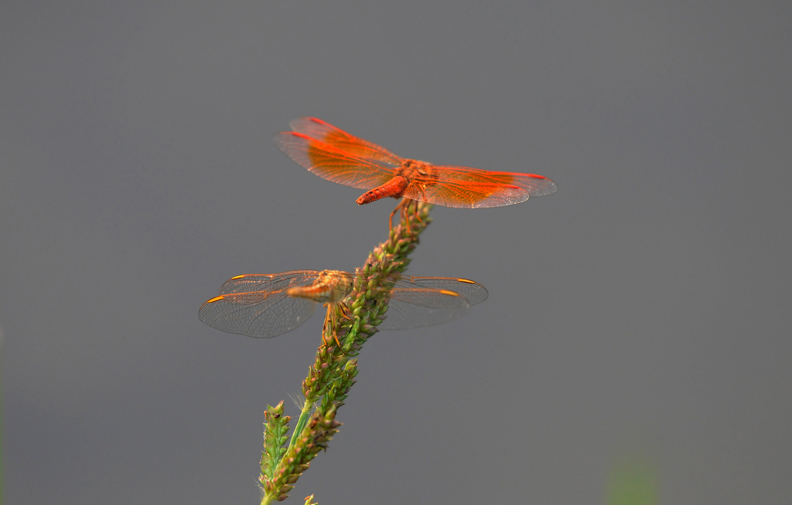 photo "*****" tags: nature, insect