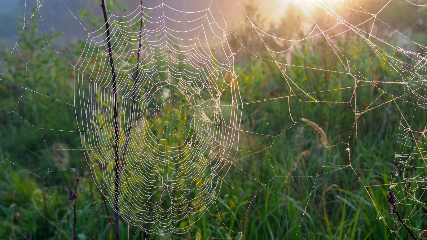 фото "Хитросплетение" метки: природа, макро и крупный план, 