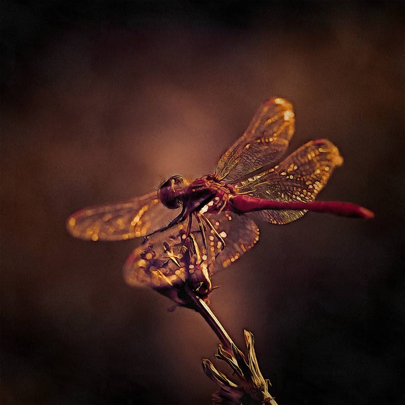 photo "***" tags: macro and close-up, digital art, 