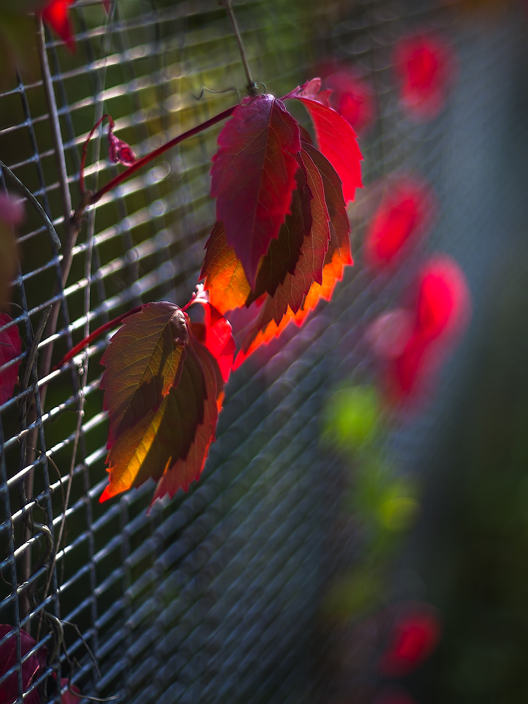 photo "***" tags: macro and close-up, 