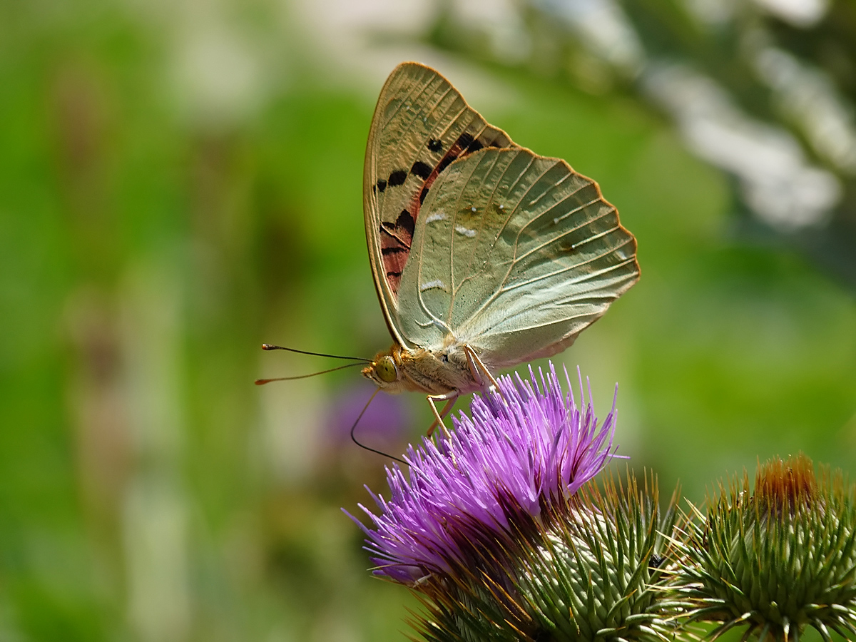 photo "***" tags: macro and close-up, insect