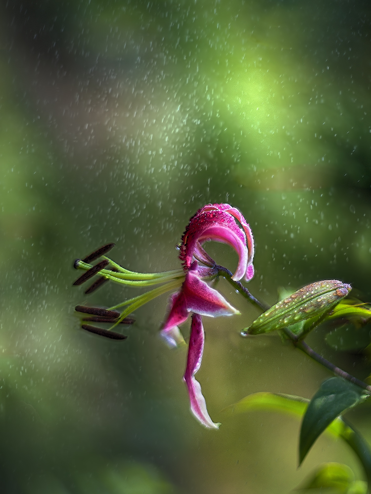 photo "***" tags: macro and close-up, 