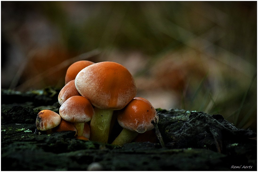 photo "***" tags: nature, macro and close-up, 