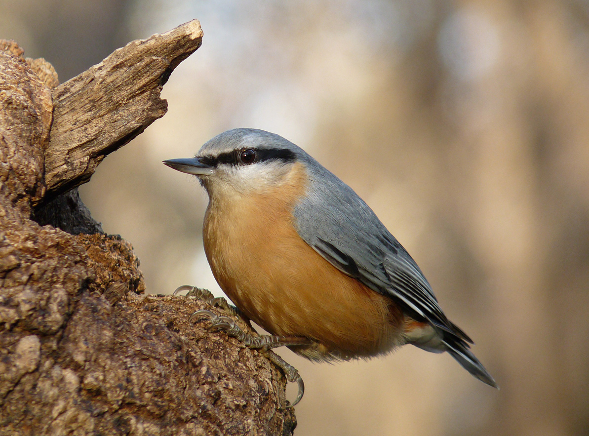 photo "***" tags: macro and close-up, nature, wild animals